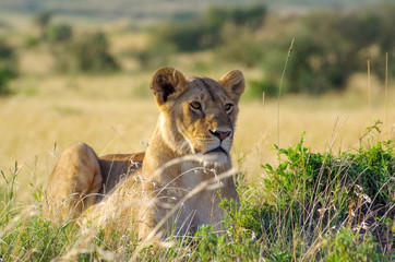 Fototapeta na wymiar Portrait of a lioness. Masai Mara national park. Kenya