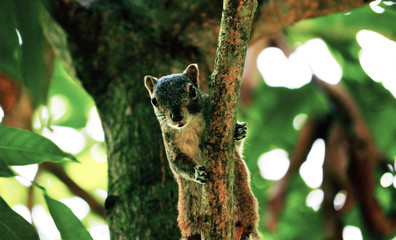 Squirrel looking in the forest.