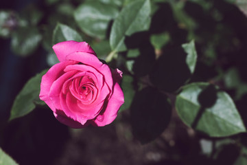 Pink Rose - Single pink rose growing with greenery in the background. Selective focus on the flower rose.