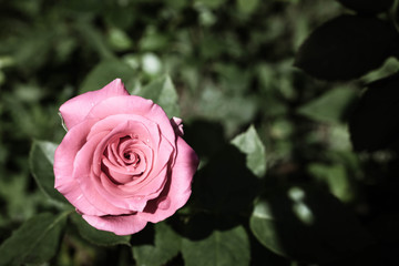Pink Rose - Single pink rose growing with greenery in the background. Selective focus on the flower rose.