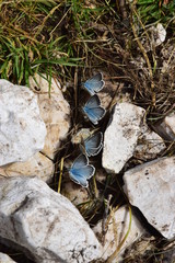 Farfalla azzurra - Polyommatus escheri