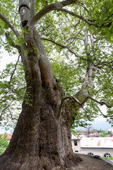 800-year-old sycamore in city Telavi, the oldest tree in Georgia