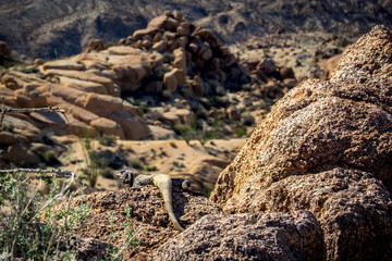 Chuckwalla Sunning Itself on Sandstone