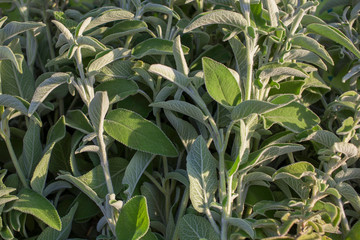 Fresh sage plant in mediterranean mountains.