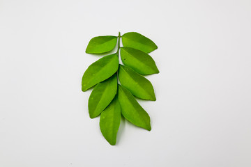 green leaves isolated on white background