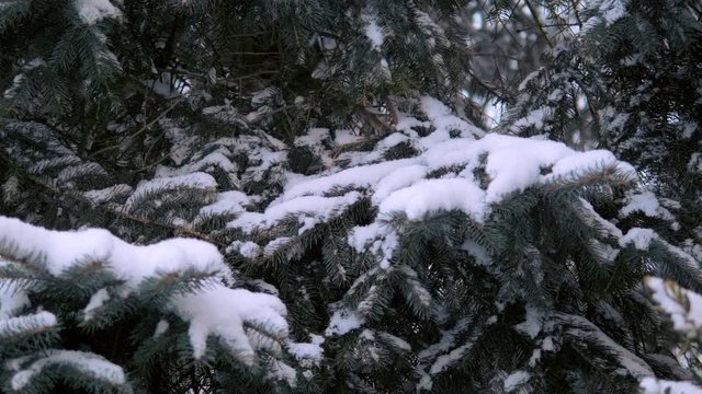 Snow christmas tree branch in winter park. Snowfall on pine branch. Close up shot filmed in 4k UHD