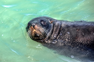 Obraz premium Fur Seal. Kaikoura. New Zealand