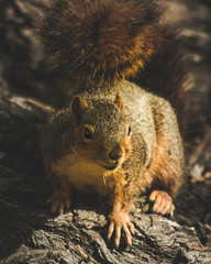squirrel