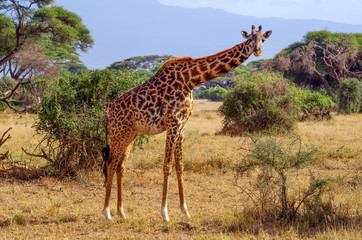 Naklejka na ściany i meble Amazing giraffe. Amboseli National Park.Kenya. Africa
