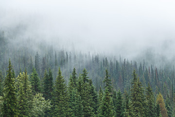 Green trees with mist or fog descending