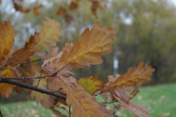 autumn leaves
