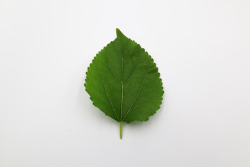 mulberry green leaf isolated on white background