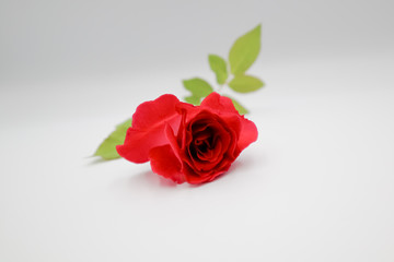 red rose isolated on white background