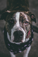 pitbull