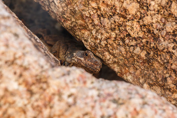 Brown reptile lizard camouflaged against rocks Close Up