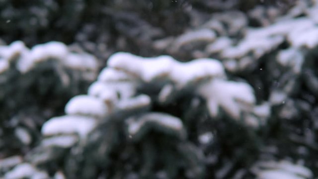 Snow christmas tree branch in winter park. Snowfall on pine branch. Blured closeup shot filmed in 4k UHD