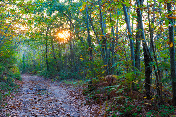 Obraz premium Road in the wood in autumn in Tuscany, Italy