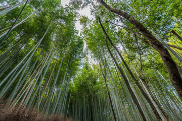 Obraz na płótnie Canvas Beautiful famous landmark green bamboo rainforest Bamboo Grove or Sagano Bamboo Forest is a natural forest of bamboo pathways in Arashiyama, Kyoto, Japan. idea for rest relax enjoy lifestyle