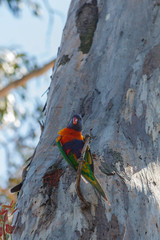 Colourful Rainbow Lorikeet perched in a tree