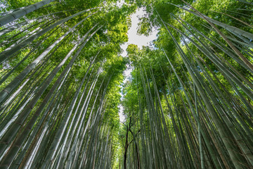 Fototapeta na wymiar Beautiful famous landmark green bamboo rainforest Bamboo Grove or Sagano Bamboo Forest is a natural forest of bamboo pathways in Arashiyama, Kyoto, Japan. idea for rest relax enjoy lifestyle