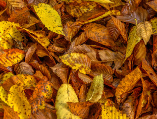 Colorful autumn leaves on forest floor. Autumn leaves pattern