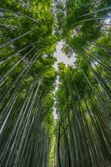 Obraz na płótnie Canvas Beautiful famous landmark green bamboo rainforest Bamboo Grove or Sagano Bamboo Forest is a natural forest of bamboo pathways in Arashiyama, Kyoto, Japan. idea for rest relax enjoy lifestyle