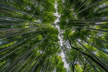Beautiful famous landmark green bamboo rainforest Bamboo Grove or Sagano Bamboo Forest is a  natural forest of bamboo pathways in Arashiyama, Kyoto, Japan. idea for rest relax enjoy lifestyle