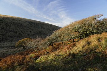 Wistman's Wood in autumn. Dartmoor National Park in Devon, England