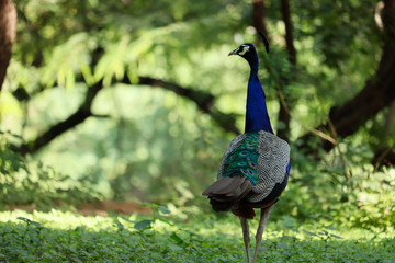 Obraz premium peacock in park