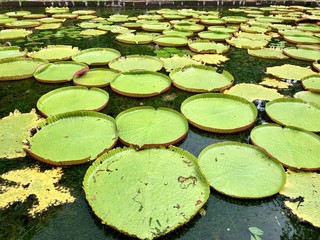 Waterlily in a pond, botanical garden in Mauritius Island
