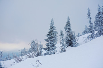 Winter landscape in Sheregesh. Frozen snow on trees. Frozen trees on a background of blue cloudy sky. A lot of snow fell in the winter cold in the mountains. Sunrise in the mountains