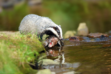 The European badger (Meles meles) also known as the Eurasian badger or simply badger hunting near the forest creek.Big badger near water in dense forest with a wild duck as prey. © Karlos Lomsky