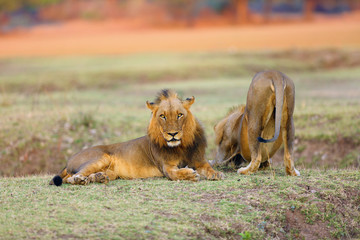 Plakat The Southern lion (Panthera leo melanochaita) also as the East-Southern African lion or Eastern-Southern African lion.Dominant male lying in savanna with orange colored background.