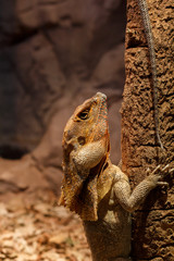 Lizard reptile disguised aginst a tree branch