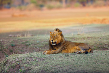Obraz na płótnie Canvas The Southern lion (Panthera leo melanochaita) also as the East-Southern African lion or Eastern-Southern African lion.Dominant male lying in savanna with orange colored background.