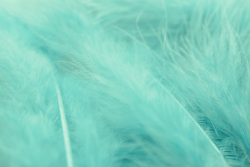 Texture of fluffy turquoise feathers, closeup