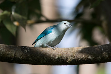 Blue-grey Tanager. Monteverde. Costa Rica