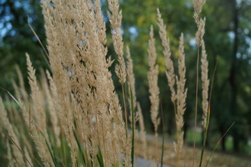a plant similar to wheat