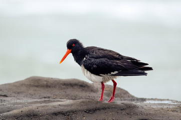 Variable oystercatcher. Muriwai Beach. New Zealand