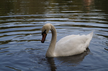 Fototapeta premium swan on the lake
