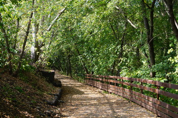 cozy path in the forest