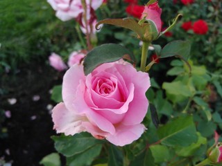pink rose in garden