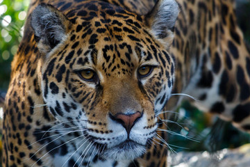 Fototapeta na wymiar Close Up Head Shot of a Leopard