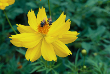 yellow flower and Close up of Bee ., yellow blooming cosmos flower with Flying honeybee