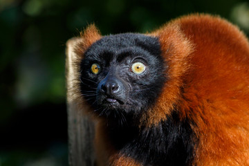 A Red Ruffed Lemur Looking Towards Camera
