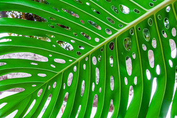 Feuille géante de philodendron monstera