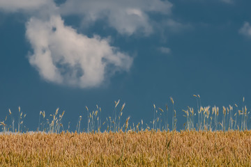 Wheat field against the sky and clouds