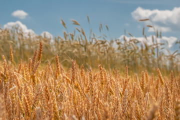 Wheat field against the sky and clouds