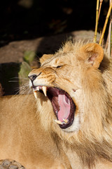 Angry Male Lion Snarling and Bearing Teeth Aggressively