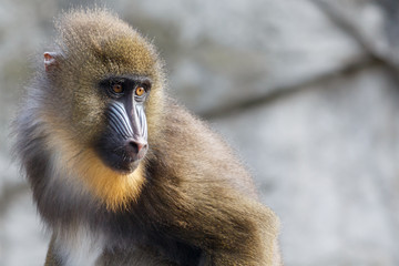 Mandril Monkey With Colourful Snout Staring Intently
